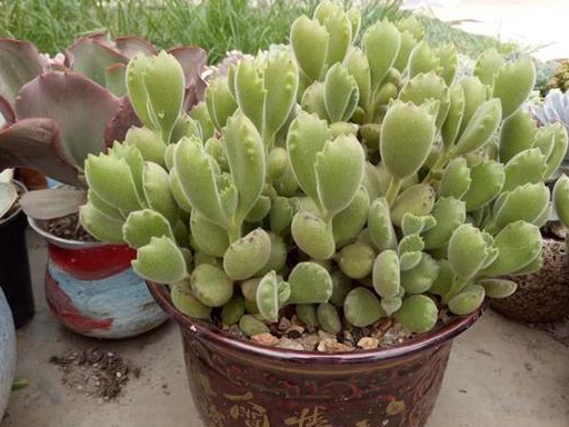 想要熊童子长成"树",我们可以这样做,很简单!