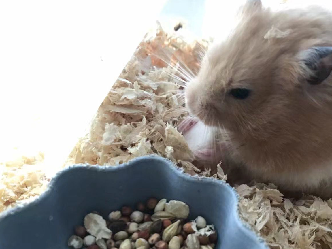 金丝熊好贪心,明明正在吃东西,看见别人手里有吃的也不放过!_宠物_食