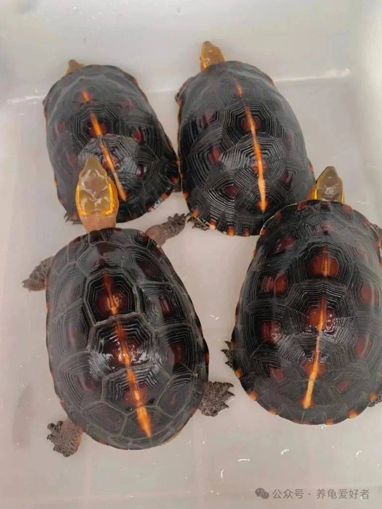 老黄缘种龟,无法闭壳!骗子现在都这么横行,觉得我傻吗?