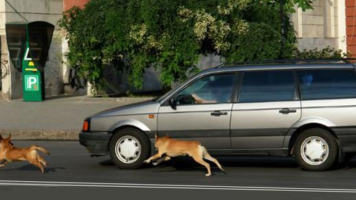 如果她处于恐惧的顶点,她可能不会吃熏肉,就像如果你真的为自己的生命