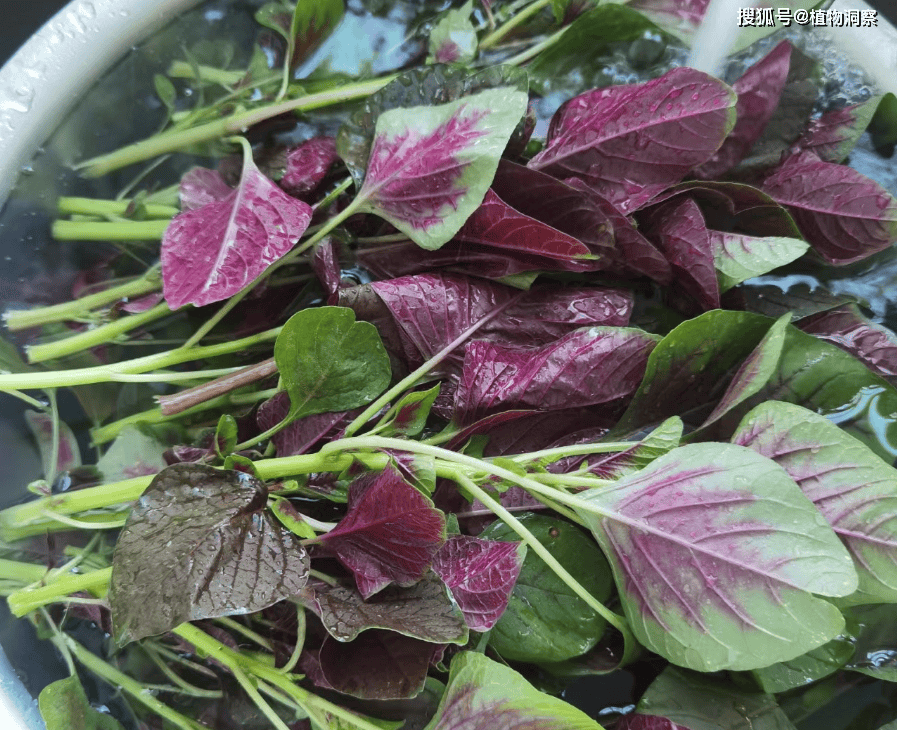 这野菜含钙量比牛奶高,俗称红人苋,遇到别错过,小孩子吃了好!