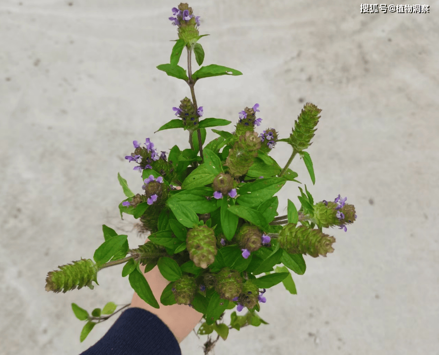 它是天然的凉茶植物