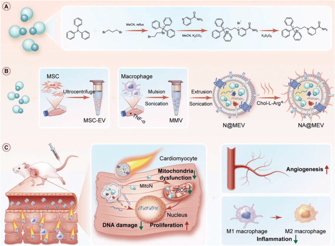 advanced science | 浙江大学/复旦大学开发新的纳米