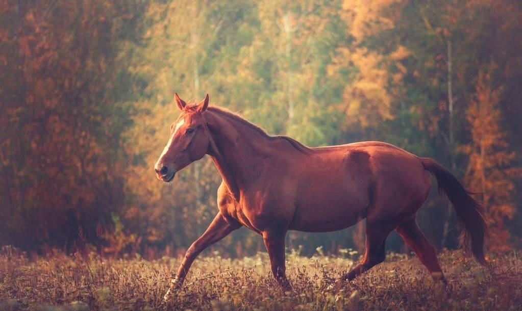 红马奔驰在树上的背景秋天三,范仲淹给现代人的启示自小就要吃得苦