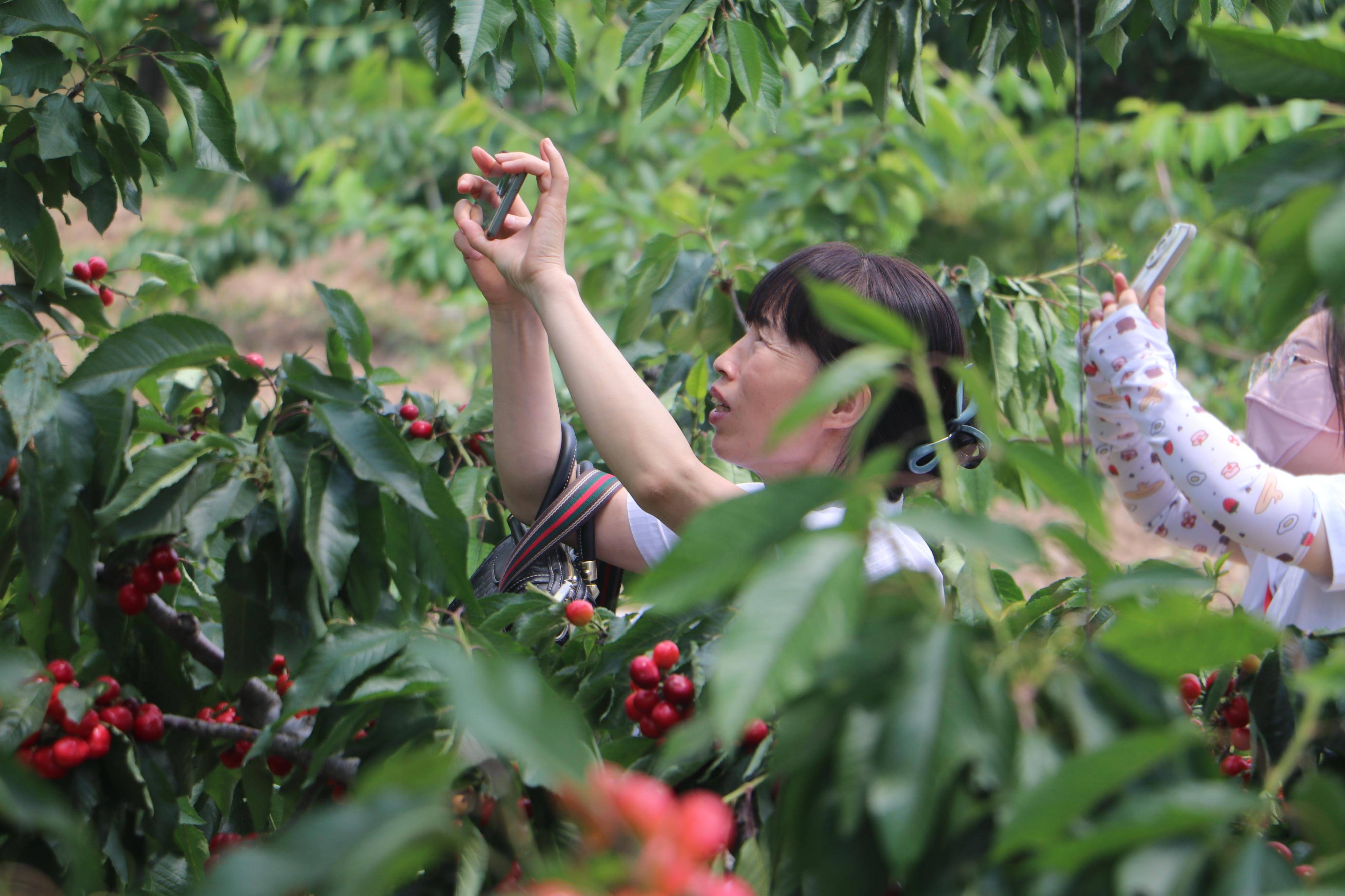 第五届中国·澄城樱桃营销季2024年陕西水果特色季在澄城县启动(组图)