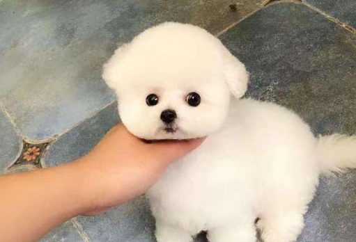 相比于其他狗狗,比熊犬的幼犬阶段也是很容易生病的,那么怎么样才能更