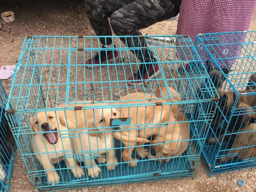 马犬与拉布拉多犬都是500元,男子却选择了卖不出去的马犬!