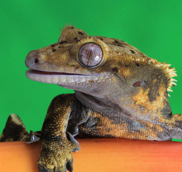 你对凤头壁虎的饮食了解多少?