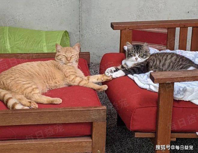 暴雨中挣扎的小猫,获救后变"社牛达人",统领整个寄养之家