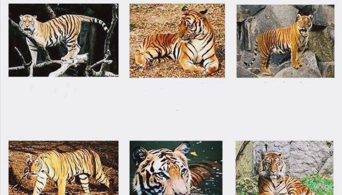 原来武松的拳头重达800公斤_山东_华南虎_体重