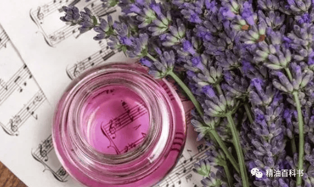 薰衣草精油:随身携带的万金油_按摩_熏蒸_薄荷
