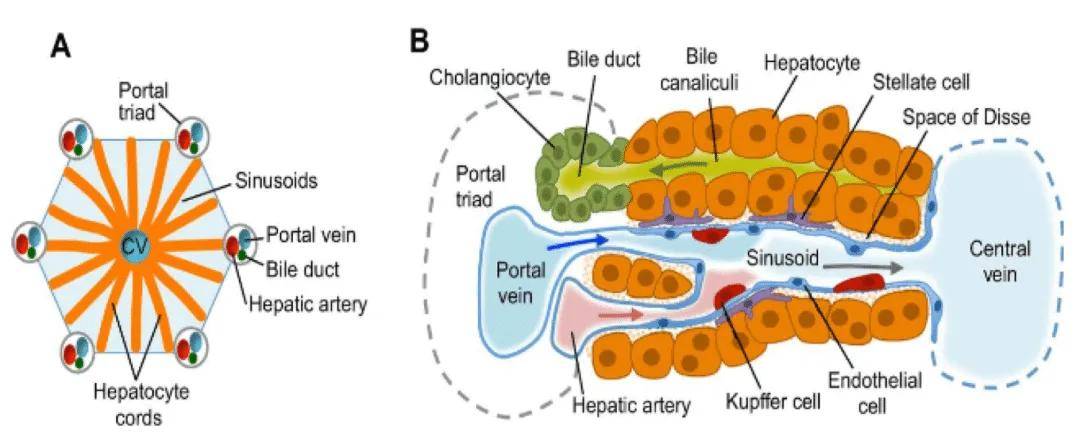 肝细胞索图片