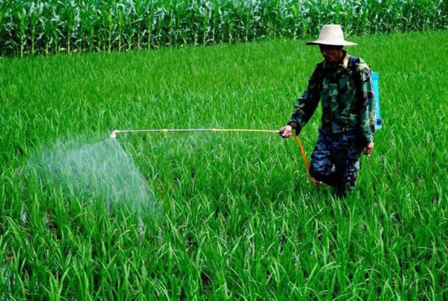 除草剂怎么用_除草剂用什么药_除草剂怎样用