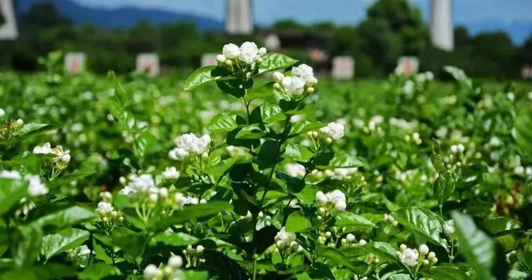 长乐百年名企承办这场重要会议!_茉莉花_农业_冰心