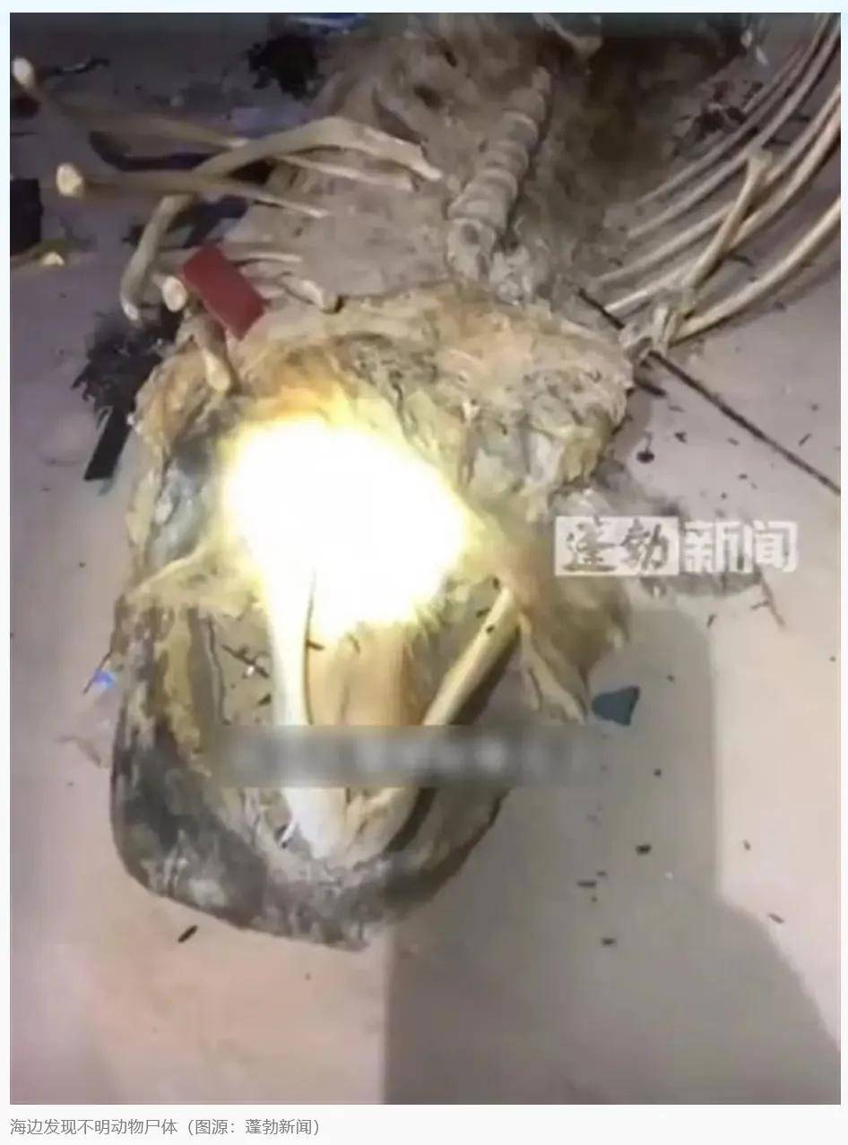 海南文昌海滩惊现不明生物2米巨尸,网友热议:为啥不做鉴定?