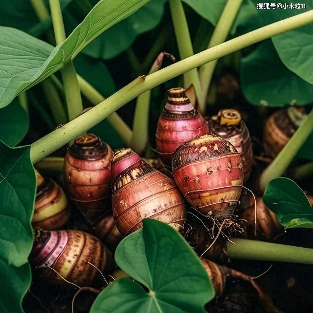 1℃,为芋头的生长提供