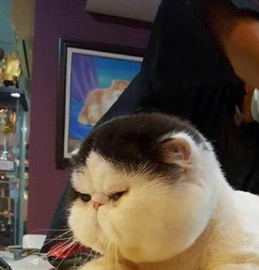 猫咪害怕剃毛,面对剃刀时极力反抗,主人靠近直接被吓哭了!