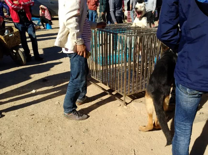 牧羊犬_德国_市场