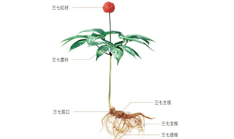 三七花的作用和功效,知道的人不多!