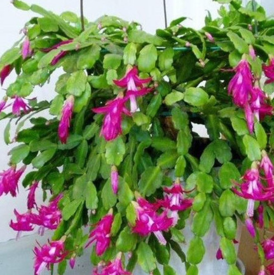 "蟹爪兰"叶片没倒钩,花朵不上翘,可能你养的是"假蟹爪兰"!