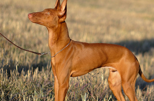 一只罕见又美丽的猎犬西西里猎犬