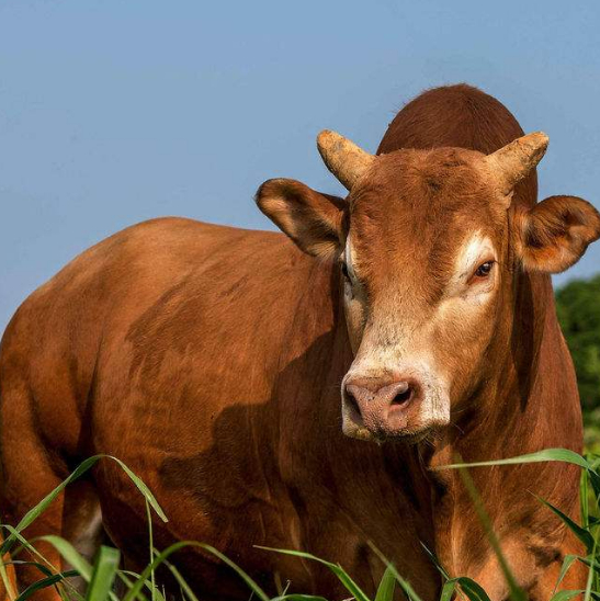 水牛力气大干活好,黄牛肉质嫩价格高,为什么水牛和黄牛不能杂交