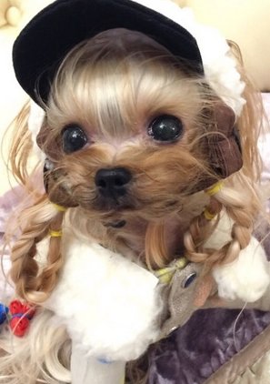 萌宠界中的袖珍狗,一只可以捧在手心里的狗狗