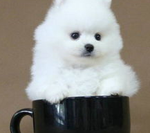 萌宠界中的袖珍狗,一只可以捧在手心里的狗狗