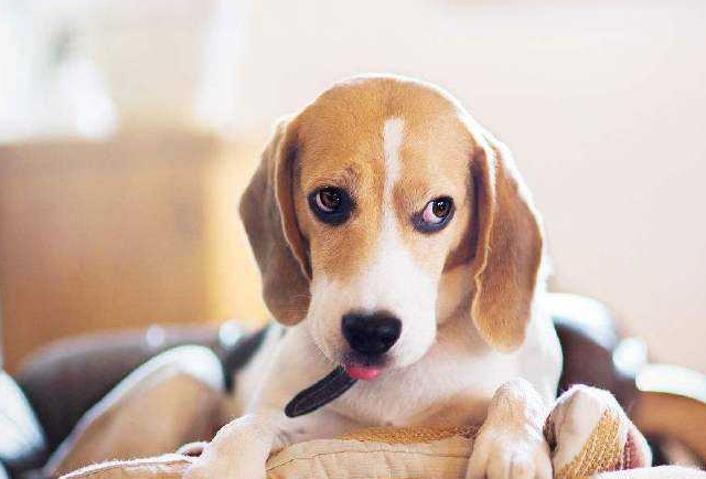 比格犬好看也可爱,为什么却很少人饲养