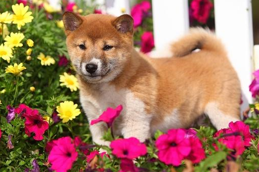 比柴犬还可爱的豆柴犬,适合喜欢小型犬的女孩子