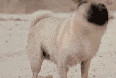 哈士奇_泰迪_市面上