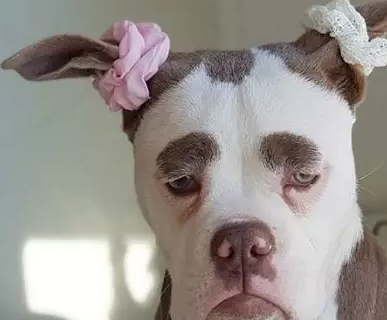 明明是一条狗,却长着一张人的脸,还是高级丧!这场面惹不起!