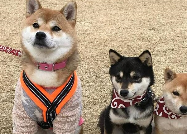 比柴犬还可爱的豆柴犬,适合喜欢小型犬的女孩子