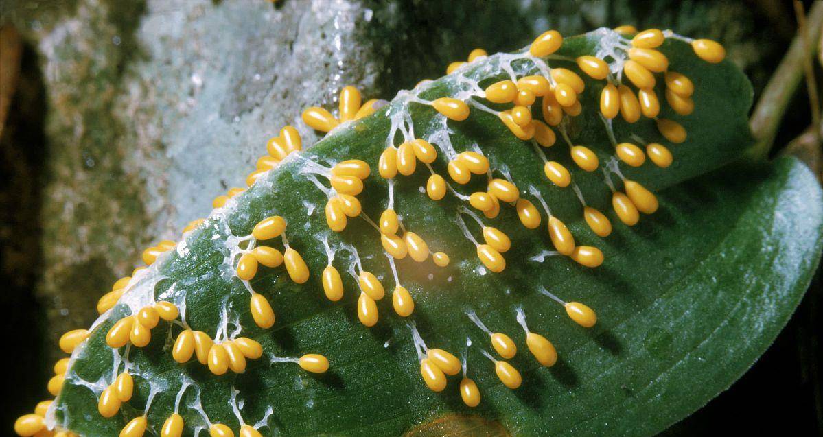 太岁究竟是啥?价值百万,中国科学家用精密仪器检测揭开太岁之谜