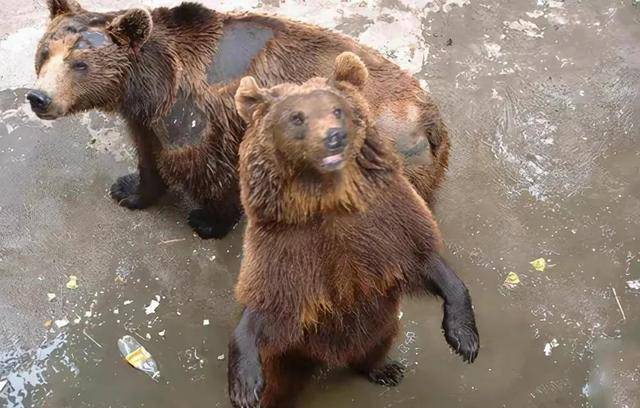 2002年,"硫酸泼熊"的清华学子刘海洋,已成为中科院高级专家