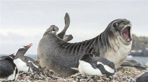 世界上最厉害的企鹅,有自己岛屿还被封为将军,士兵看见都得敬礼