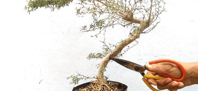 20元的黄杨小苗,小伙1个小时创造,马上就有人出500想要,还不卖