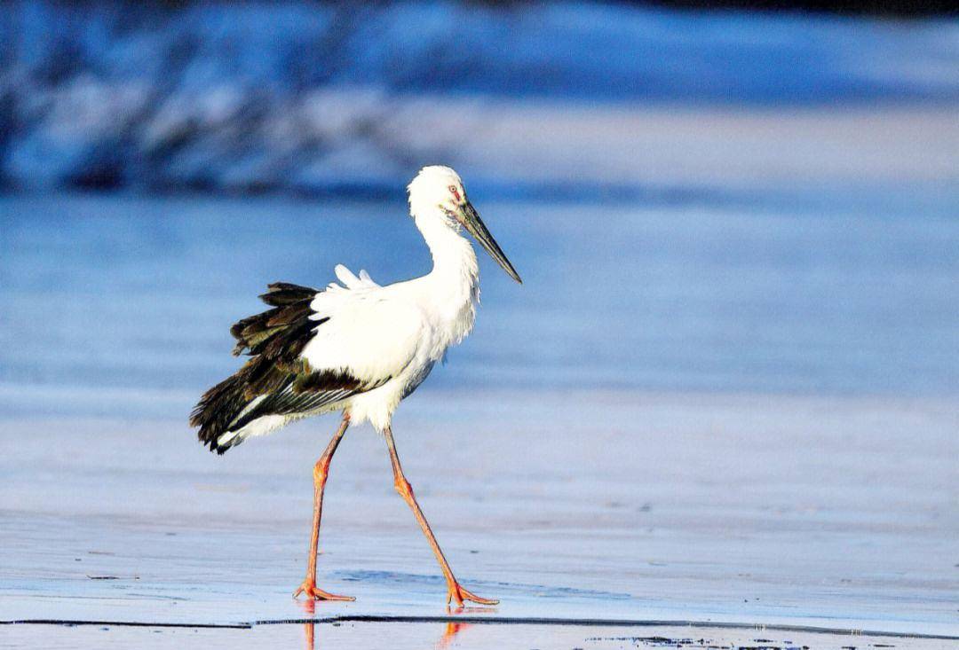 怪"鸟"身份水落石出在得知了怪"鸟"的真实身份后,王宝才一家也落下了
