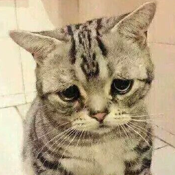 主人出差把猫咪交给闺蜜,一个月后去接猫,主人:哭笑不得!