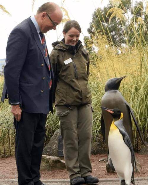 世界上最厉害的企鹅,有自己岛屿还被封为将军,士兵看见都得敬礼