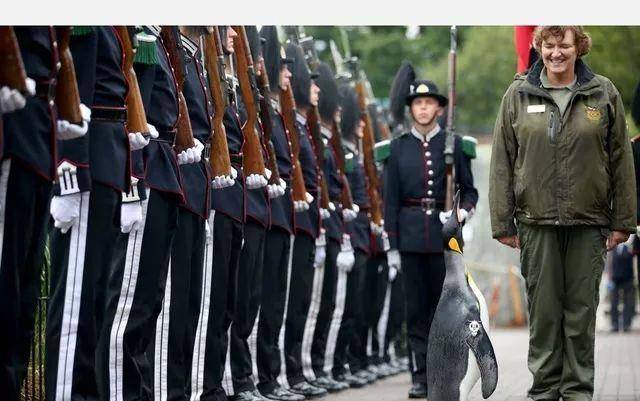 世界上最厉害的企鹅,有自己岛屿还被封为将军,士兵看见都得敬礼