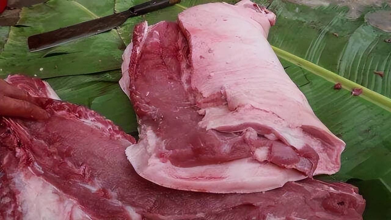猪肉绦虫危害图片