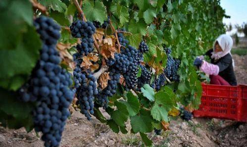 宁夏真的不是省,也不属于甘肃,15个宁夏冷知识走进塞上江南