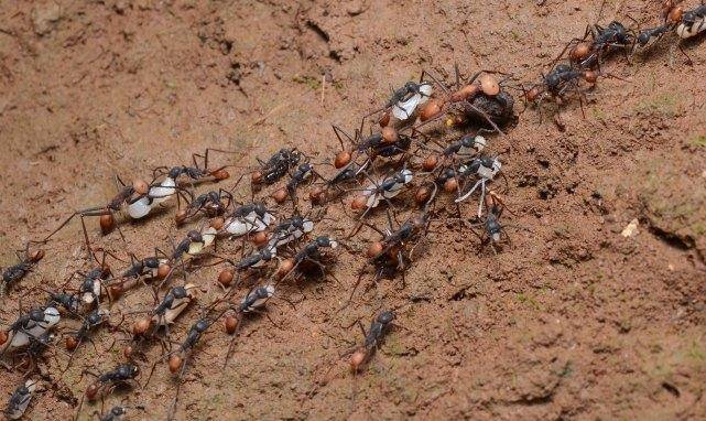 德国黑蚂蚁生精片20元图片