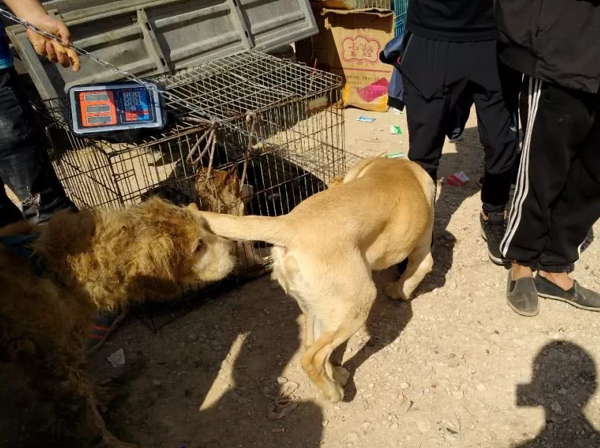 几百块收来的肉狗,转手却要卖一千五!价格翻几番!