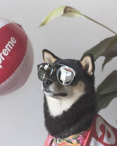 gai最酷的崽迷彩工装外套配上火遍世界的offwhite黄腰带supreme单品买