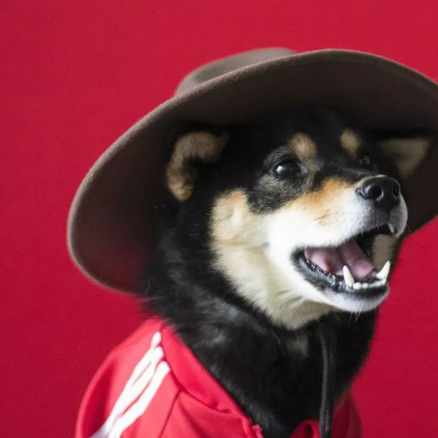 作为一只时髦的帅柴犬,如何才能不露声色的耍大牌?