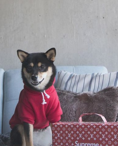 gai最酷的崽迷彩工装外套配上火遍世界的offwhite黄腰带supreme单品买