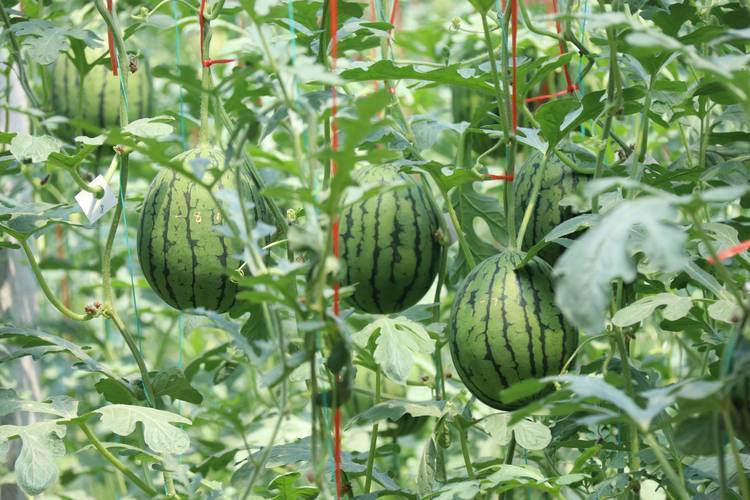 首先,西瓜是一种对温度非常敏感的作物,尤其在生长初期和结果期,需要