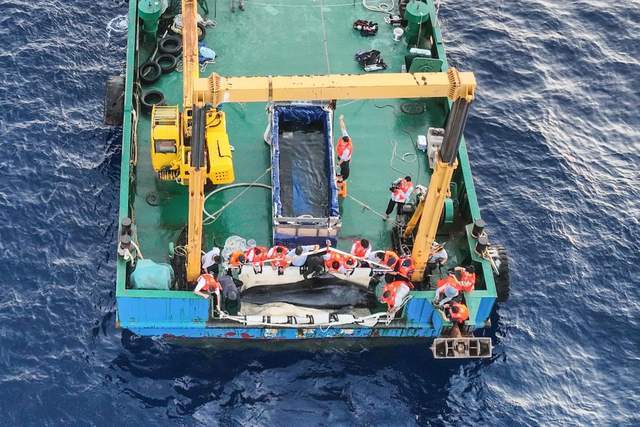 国内首例短肢领航鲸"海棠"放生!海昌海洋公园助力成功救治
